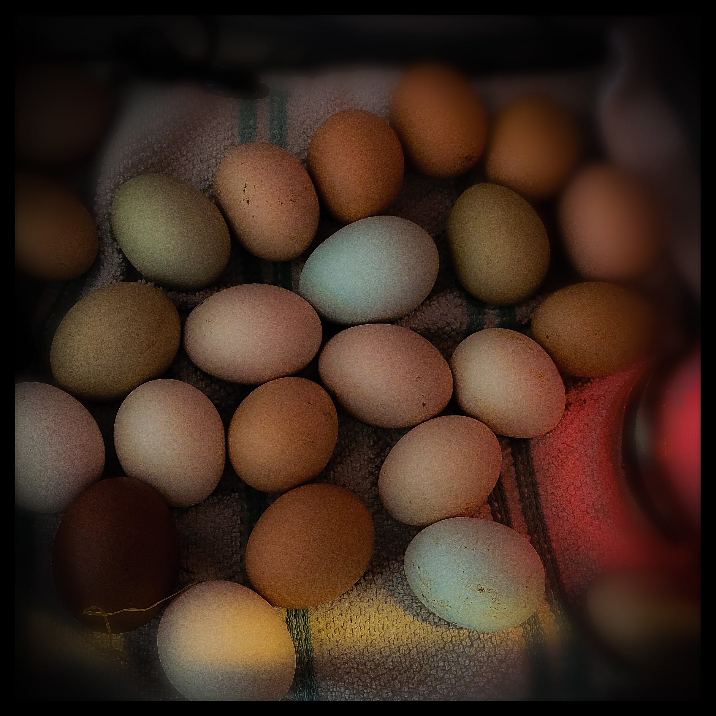 Chicken eggs in a incubator