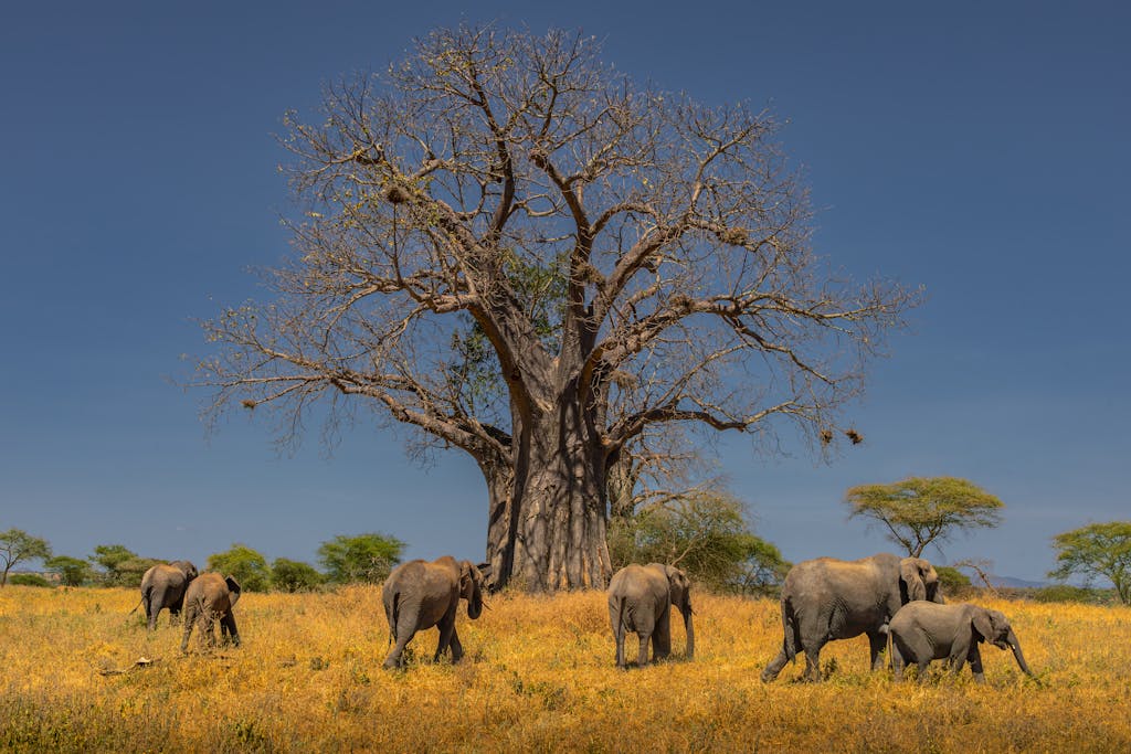 A herd of African elephants grazing under a large baobab tree on the savannah landscape.