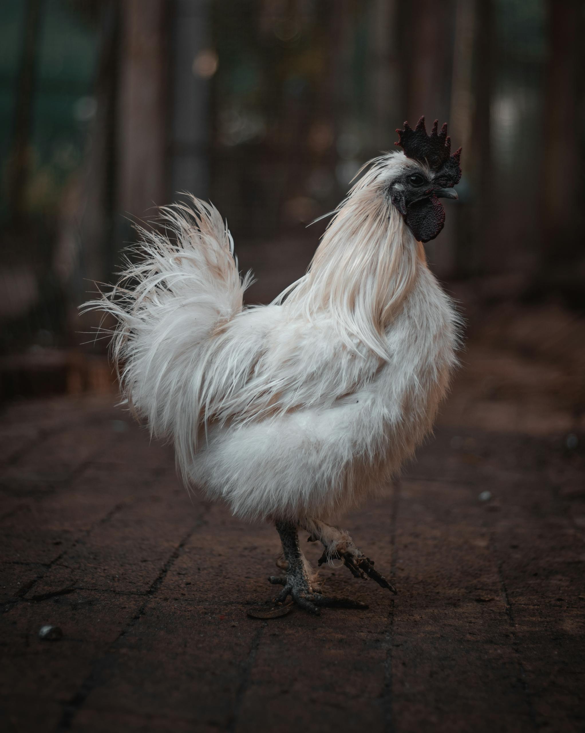 Captivating close-up portrait of a white Silkie chicken outdoors, showcasing fluffy feathers.