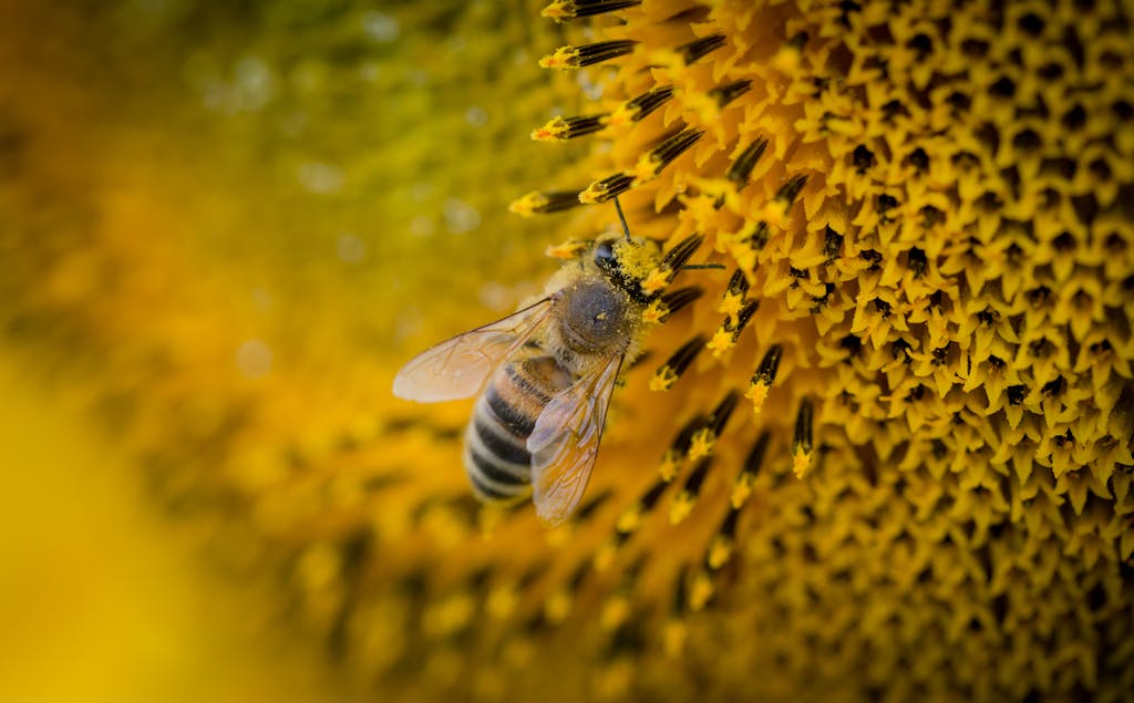 Close-up of a honeybee gathering pollen on a sunflower, showcasing nature's beauty.