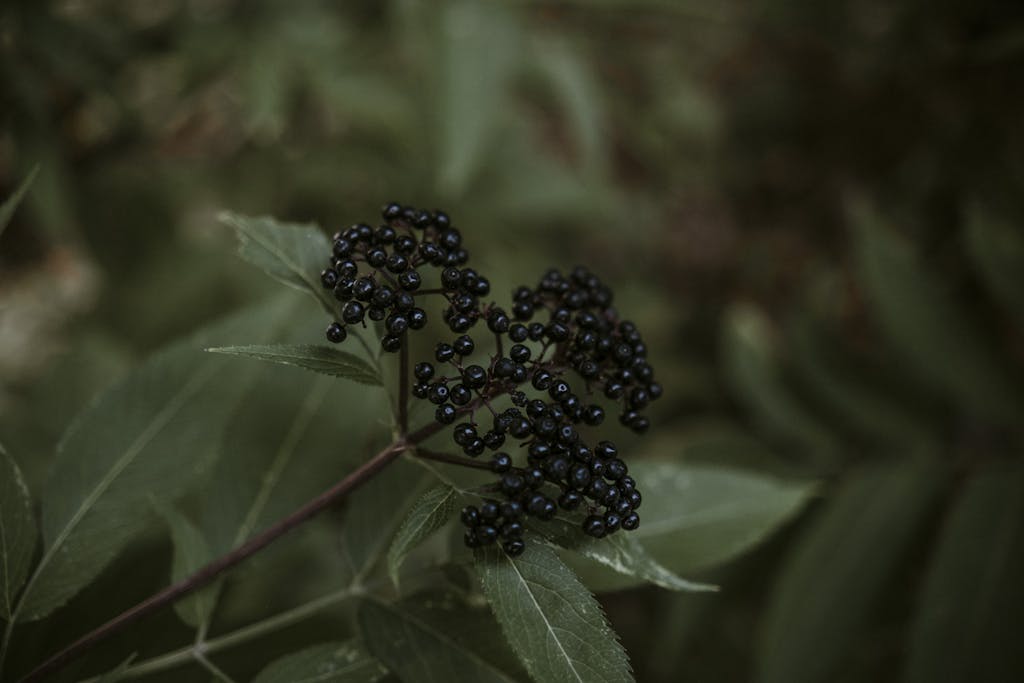 Detailed shot of black elderberries with green leaves in natural setting.