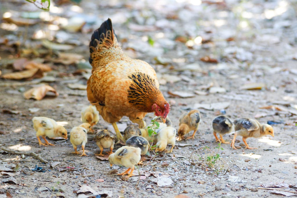 Mother hen and her chicks feeding on a farm ground, showcasing natural behavior.