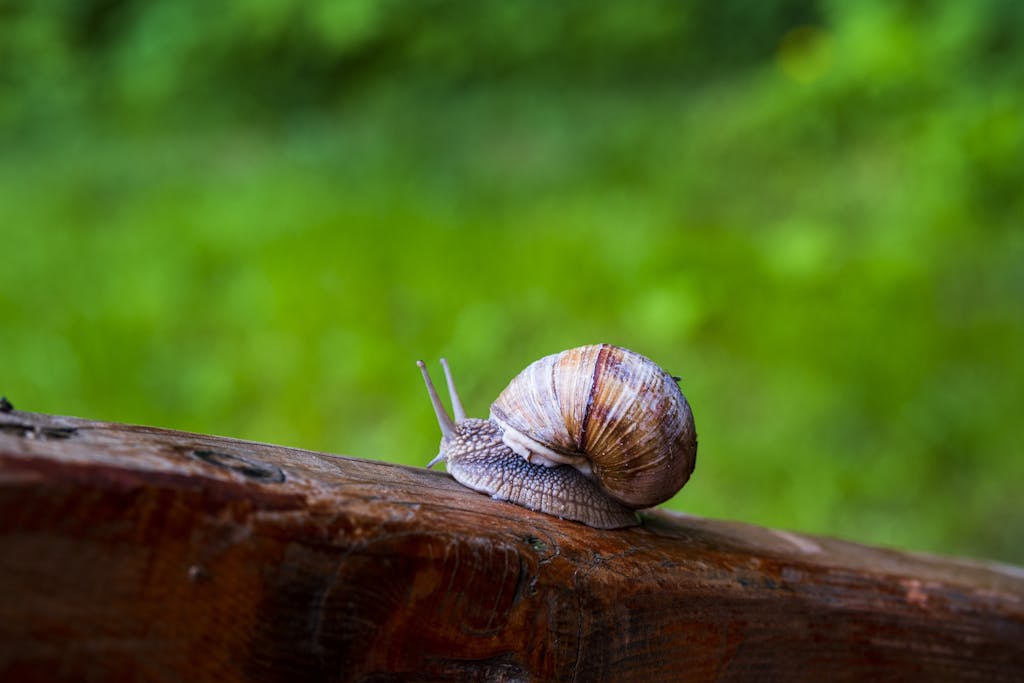A large snail with a striped shell crawling on a wooden surface amidst lush greenery.