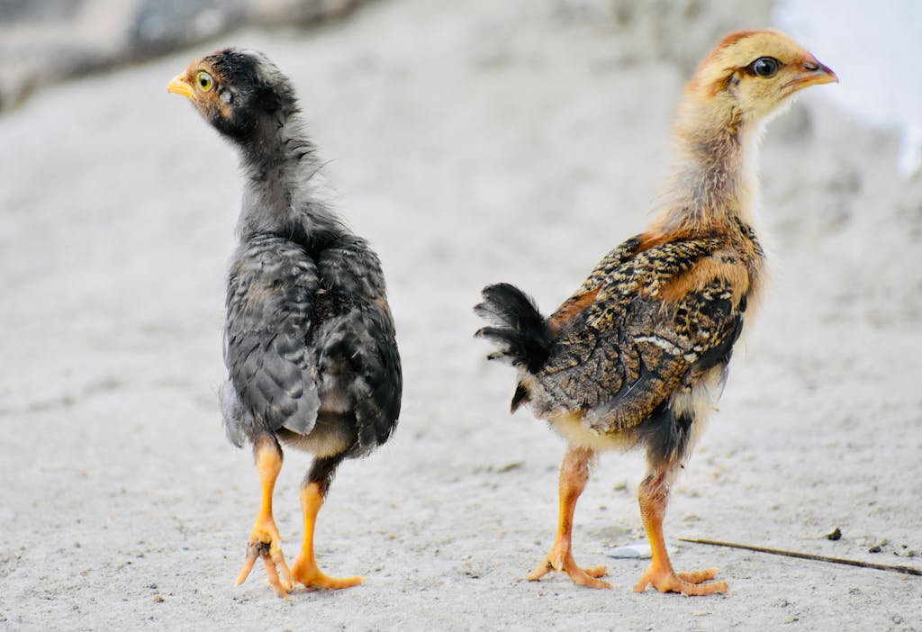 A detailed shot of two young chickens standing on a concrete surface, facing in opposite directions.