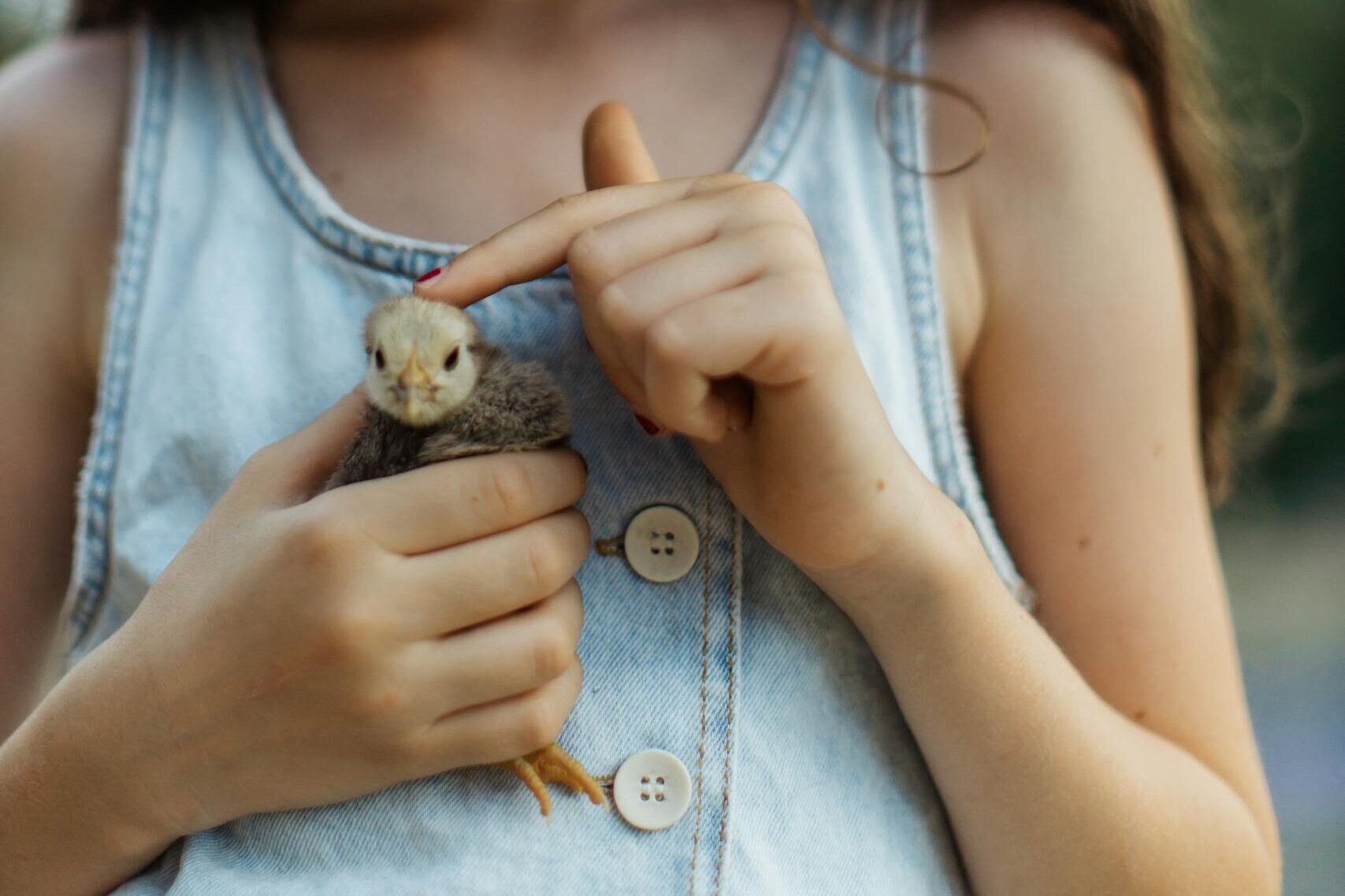 A young girl lovingly holding a chick in her hands, spending time outdoors in nature.