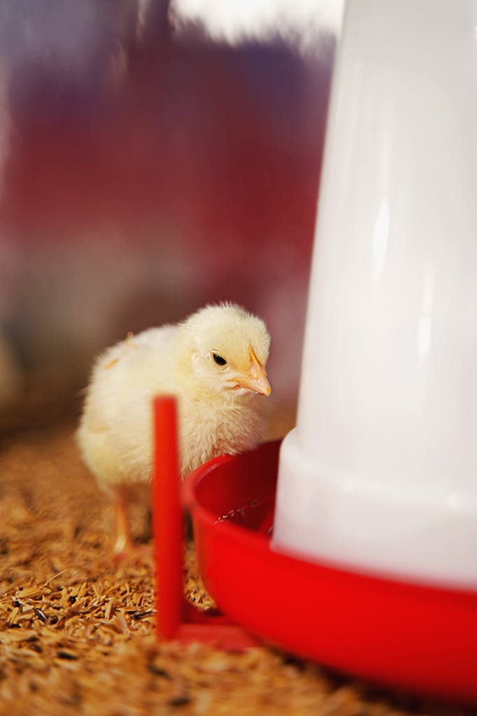 Adorable chick by a red water feeder in warm lighting, perfect for farm themes.