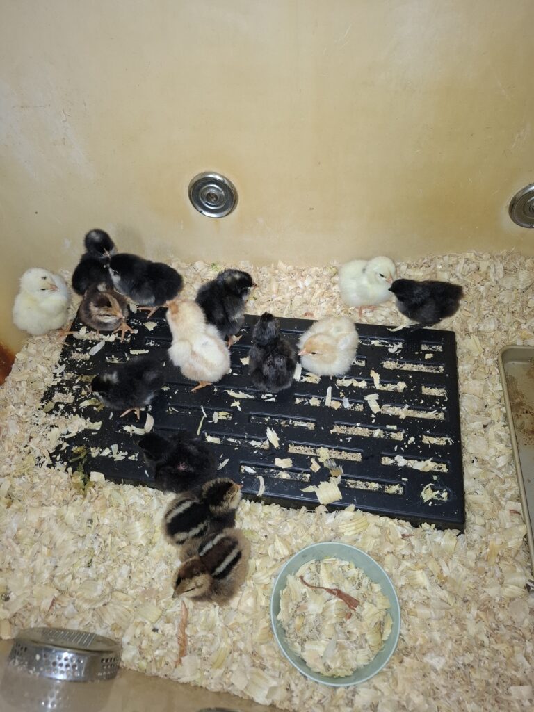 chicks in a brooder