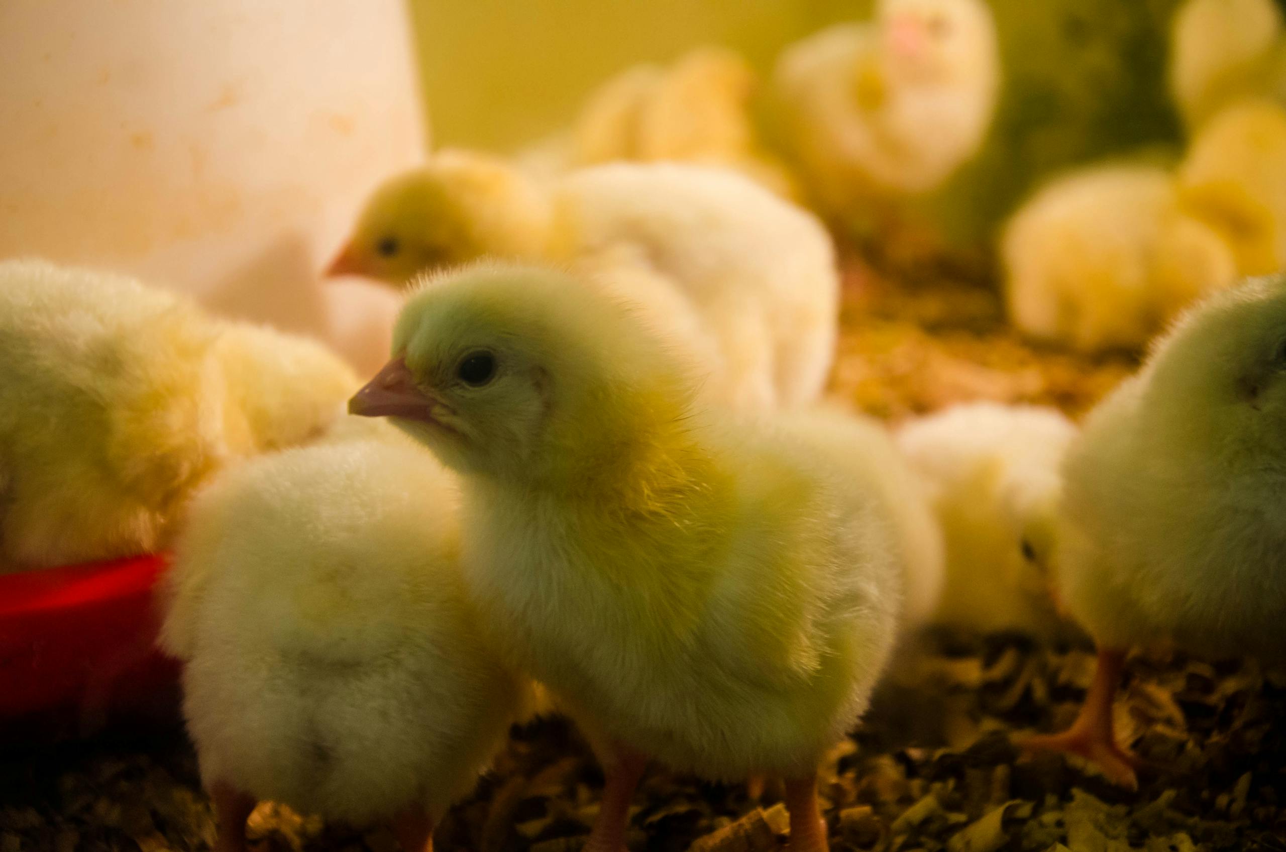 Close-up of cute yellow chicks on a farm, set against a blurred background.
