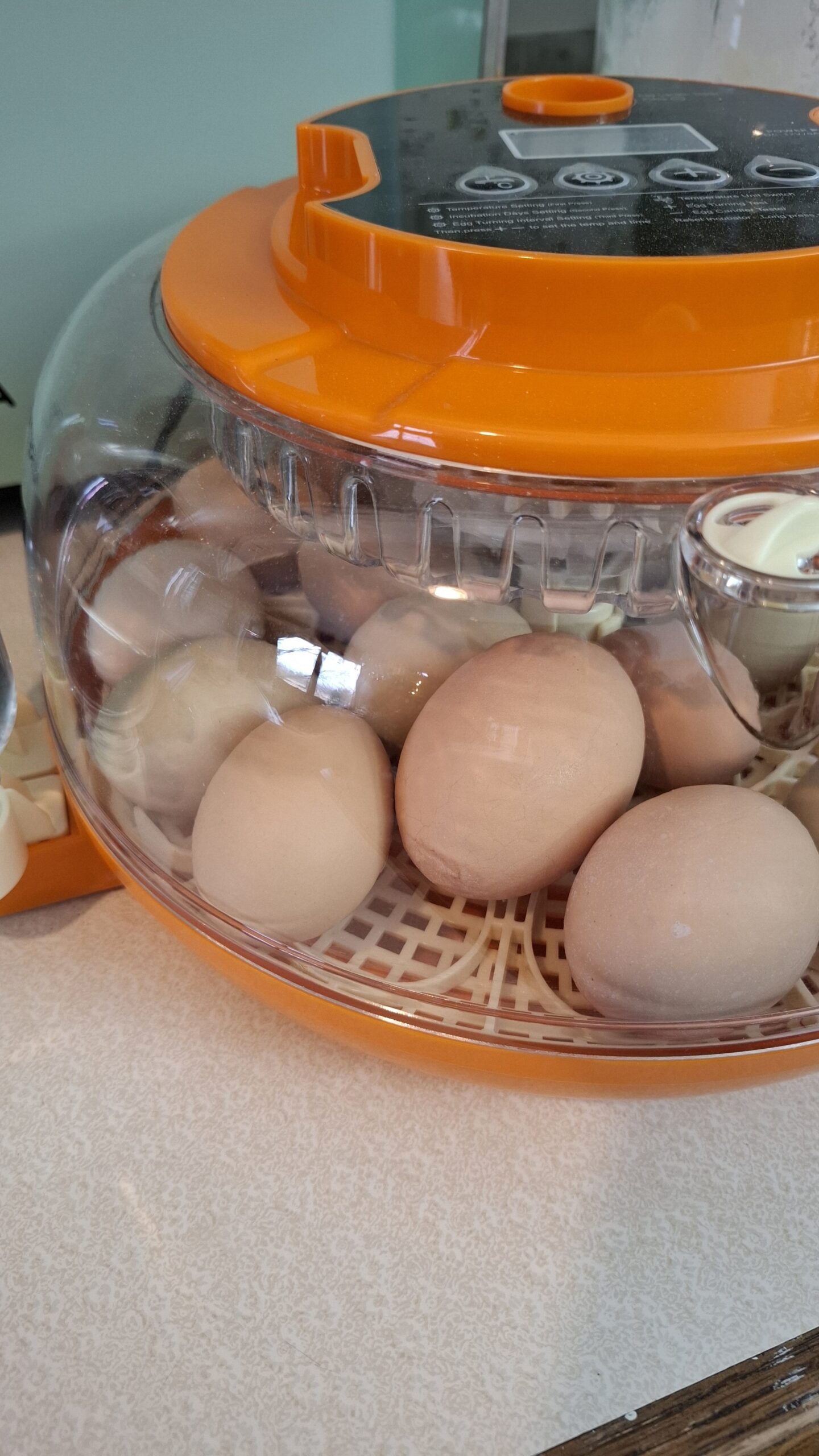 eggs in incubator