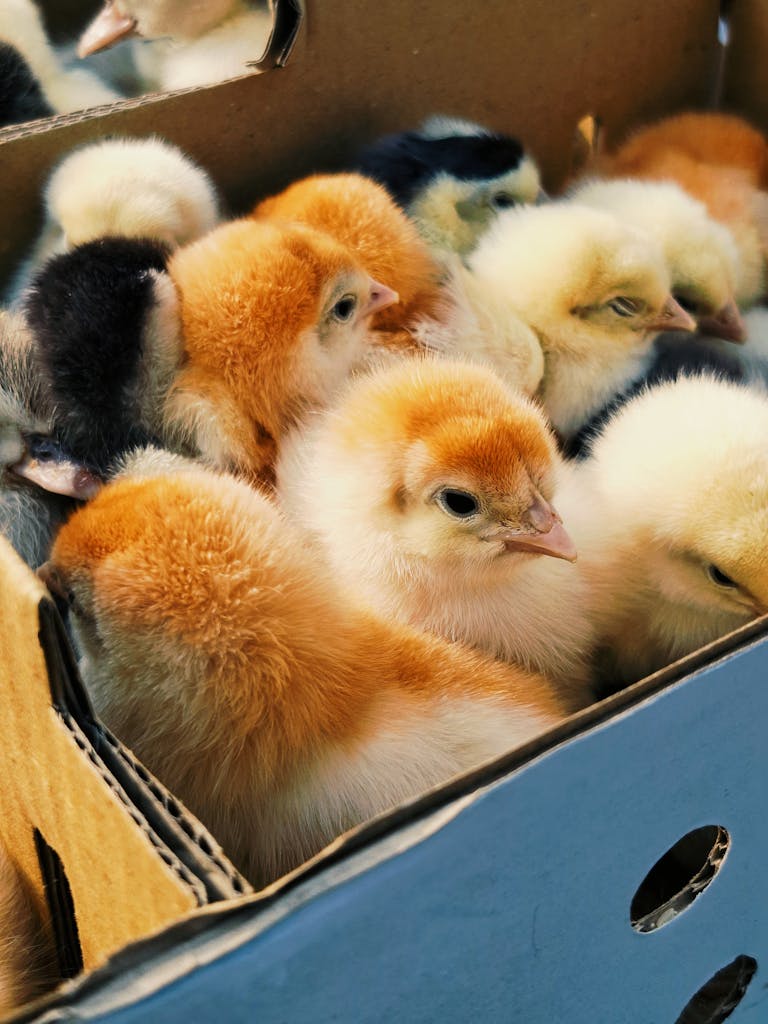 Group of cute baby chicks with fluffy feathers in a cardboard box.