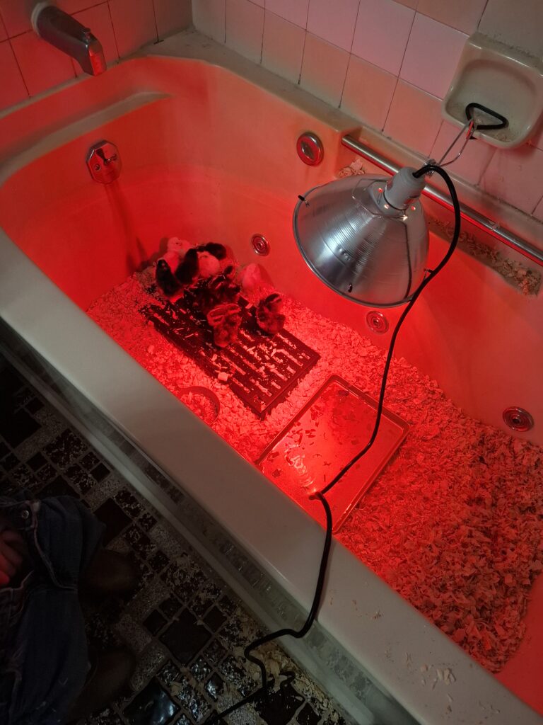 chick in the bathtub with a heat lamp