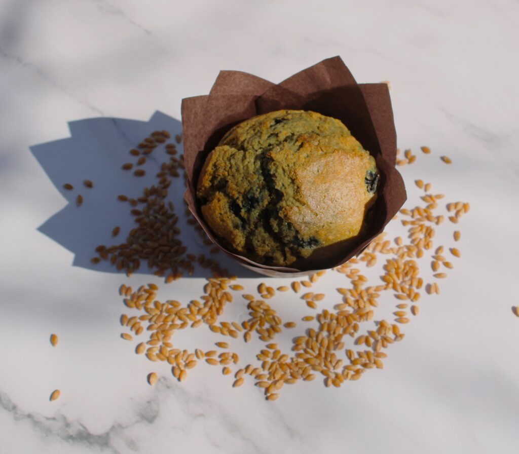 fresh milled flour blueberry muffin with fresh wheat berries laying around the muffin in the sun. 