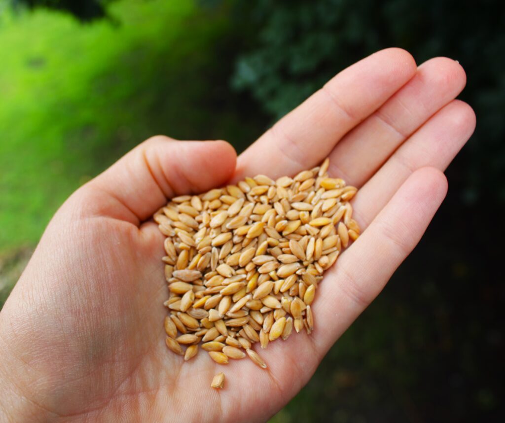 Close up of hand with fresh wheat berries. 