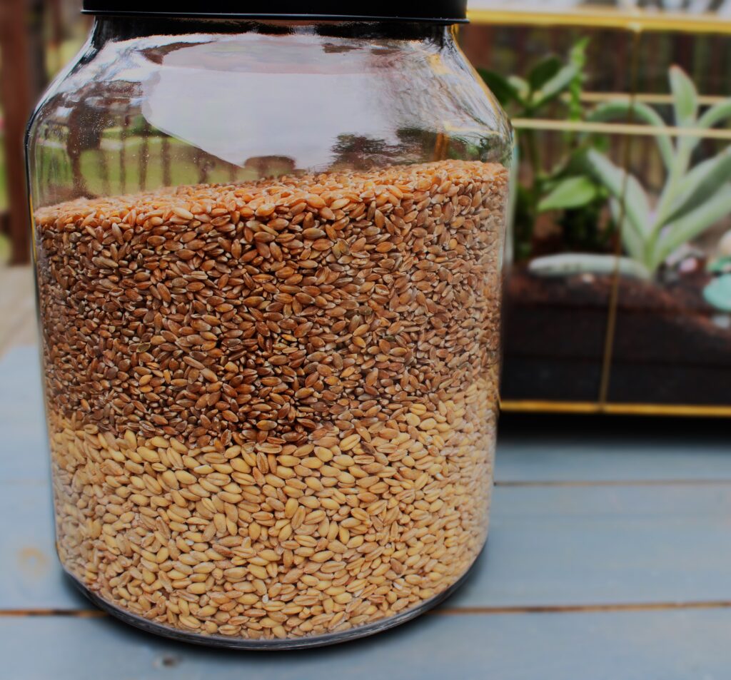 Einkorn and soft white wheat berries in a glass jar. 