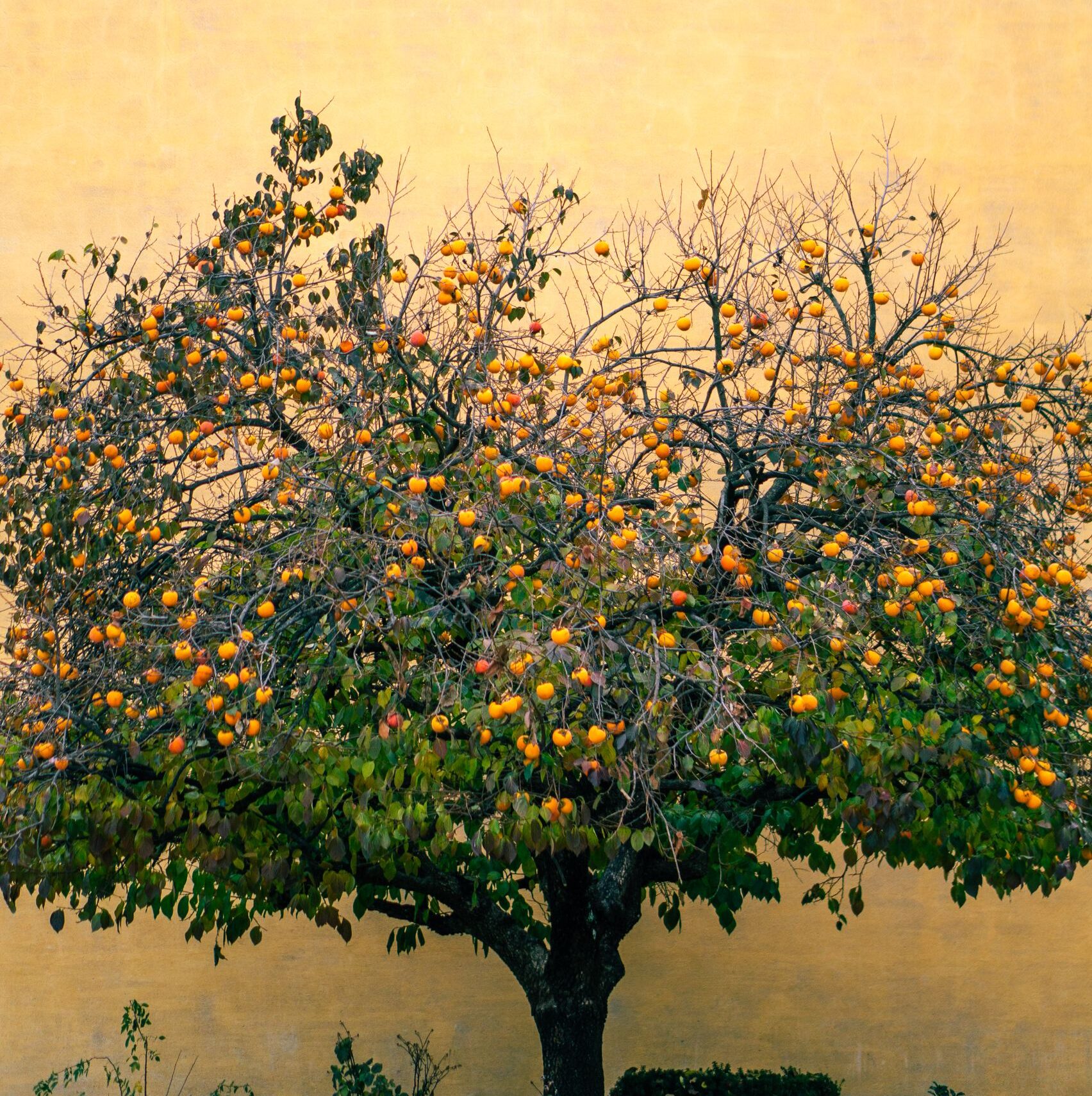 Vibrant persimmon tree laden with fruits against a textured yellow wall.